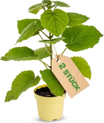 Produktbild von 2 x Paulownia "Nordmax 21" Blauglockenbaum im 15 cm Topf
