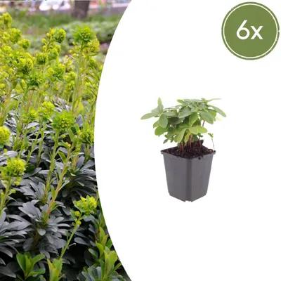 Immagine prodotto di Euphorbia amygdal. robbiae | 6 pezzi - 10-25cm - Ø9cm - Pianta da giardino