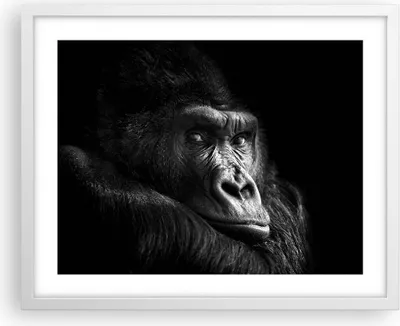 Produktbild von Gerahmtes Poster - Weißer Rahmen - Affe Gorilla Porträt - 50x40 cm - Wand Bild - Wanddeko - Wandbilder - Kunstposter - Wandposter - Bilderrahmen - Bilder - Kunstdruck - P2WAA50x40-5007