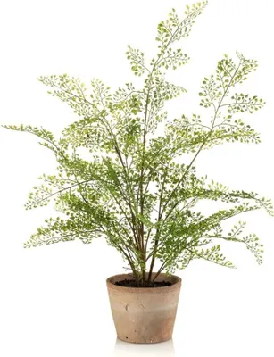Produktbild von artplants.de Deko Frauenhaarfarn GLERAN im Terracottatopf, Wurzeln, grün, 65cm - Künstliche Farnpflanze