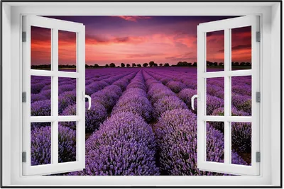 Produktbild von Wallario Wandbild mit Fenster-Illusion: Lavendelfeld unter rotem Himmel, Größe: 61 x 91,5 cm, Poster mit schwarzem Aluminiumrahmen