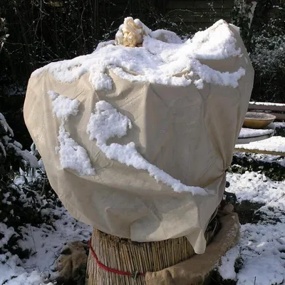 Produktbild von Noor Wintervlies 150 x 5 m 30 g/m²; 01115010WINB