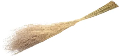 Produktbild von Lupidium, getrocknet, im Bund, Länge ca. 90 cm | Trockenblumen