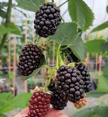 Produktbild von Dornenlose Brombeere ´GLORNIWA®´ 20-30 cm, Cont. 1 l