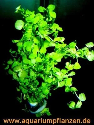 Produktbild von 1 Bund Perlkraut, Vordergrundpflanze Aquarium