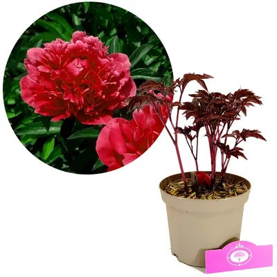 Produktbild von Paeonia lactiflora 'Karl Rosenfield' – Pfingstrose – Höhe 40 cm – 2-Liter-Topf