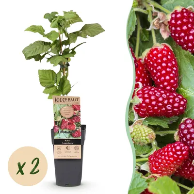 Image de Green boutiQ - Arbre fruitier - Rubus Thornless Loganberry - Mûre - Résistant au froid - Fruits rouges - 2 plants - Pot de 15 cm - Hauteur 50 cm