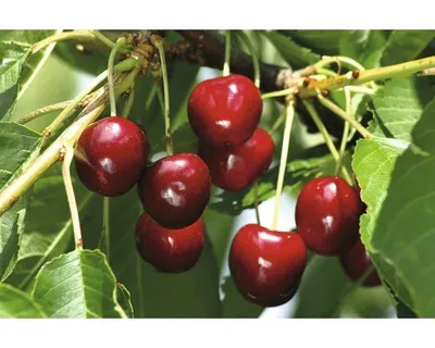 Obrázek produktu pro TřešeňFloraSelfPrunus avium 'Burlat' kmínek cca 60 cm celková výška 130-150 cm květináč 7,5 l
