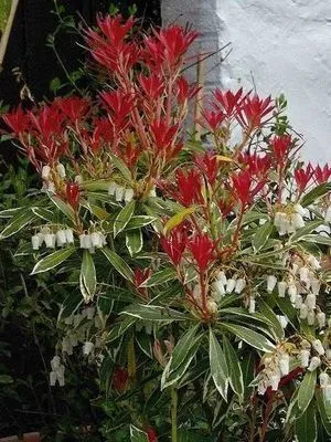 Zdjęcie produktu dla Pieris hybr. 'Flaming Silver' - Lawenda japońska wrzosowata 30-40 cm - Pojemnik