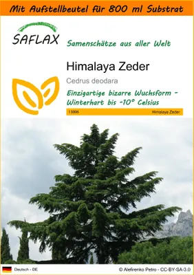 Produktbild von SAFLAX - Garden in the Bag - Himalaya Zeder - 35 Samen - Mit Anzuchtsubstrat im praktischen, selbst aufstellenden Beutel - Cedrus deodara