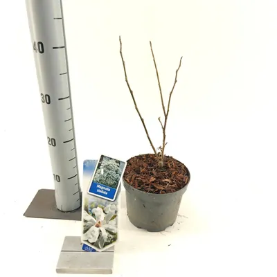 Image de Magnolia stellata - Magnolia à fleurs de tulipe | 40-50 cm en pot