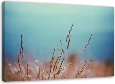 Produktbild von Leinwandbild grashalme 120x80 cm Feeby blau wandbild bereit zum aufhängen