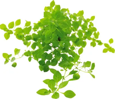 Produktbild von Hellgrüne Ludwigie - Ludwigia palustris Green