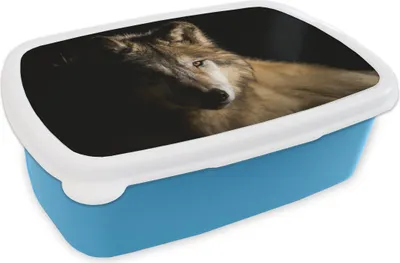Produktbild von KitchenYeah® Lunchbox Brotzeit Brotdose 17x11 cm Polarwolf Kinder Brotzeitdose - Lunch - Kunststoff  - Brotbüchse - Sandwichbox - Lunchbox für Kinder