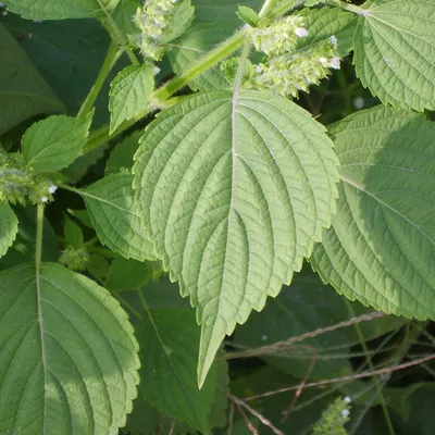 Obrázek produktu pro Perilla kórejská (Perilla frutescens)  – 50 semen