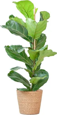Productafbeelding van Famanu Ficus Lyrata - Makkelijk te verzorgen kamerplant met decoratieve pot - 75-85 cm