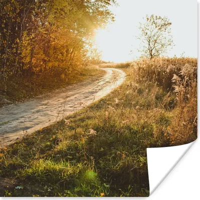 Produktbild von MuchoWow® Poster Weg - Natur - Baum 100x100 cm - Babyzimmer