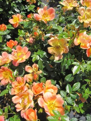 Produktbild von Rosa Bienenweide Apricot ® - Beetrose Bienenweide Apricot ® - Tantau Rose