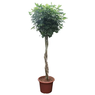 Zdjęcie produktu dla Strahlenaralie - Schefflera Arboricola Compacta - Zimmerpflanze - 250cm - ø55cm