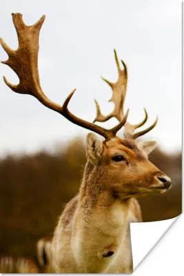 Produktbild von MuchoWow® Poster Damhirsch - Wald - Herde - Tiere - Natur 20x30 cm - Papierdruck