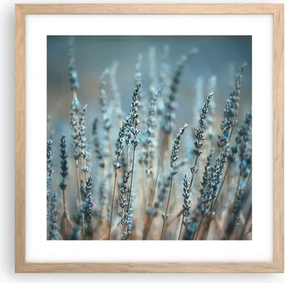 Produktbild von Gerahmtes Poster - Rahmen in heller Eiche - Lavendel Klinge Blume - 40x40 cm - Wand Bild - Wanddeko - Wandbilder - Kunstposter - Wandposter - Bilderrahmen - Bilder - Kunstdruck - P2NAC40x40-4986