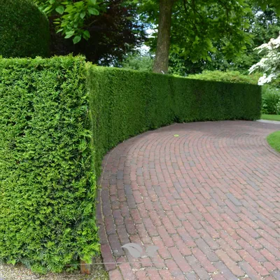 Produktbild von Gemeine Eibe Taxus baccata 80-100 cm, 100x Heckenpflanze