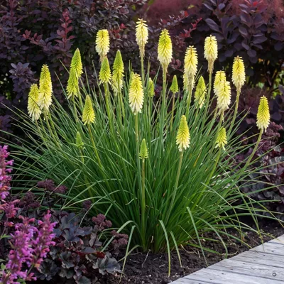 Produktbild von Stauden Gänge 3 x Kniphofia 'Pineapple Popsicle' - Hellgelbe Fackellilie, kompakt 45-60 cm - winterhart, mehrjährig, 11x11 cm Topf