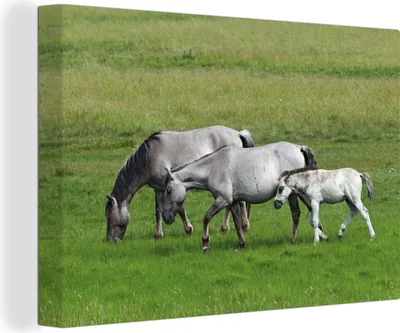 Zdjęcie produktu dla OneMillionCanvasses® - Obrazy na płótnie - 140x90 cm, Konie - Zwierzęta - Trawa, Dekoracja ścienna - Zdjęcie na płótnie - Obraz na drewnianej ramie