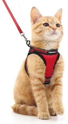 Produktbild von Katzengeschirr mit Leine Set ausbruchsicher verstellbar weich reflektierend Rot Größe M