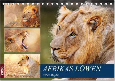 Produktbild von Afrikas Löwen 2026 (Tischkalender 2026 DIN A5 quer), CALVENDO Monatskalender