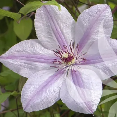 Immagine prodotto di Clematis John Paul II - Jan Pawell II (powojniki) | fiori grandi e delicati su fogliame verde scuro - resistente | vasi da 1,5 litri