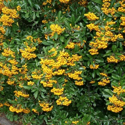 Produktbild von Pyracantha Varianten Feuerdorn insekten freundlich 60-80 cm Lieferhöhe, Pyracantha:Soleil d'Or