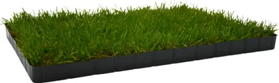 Produktbild von UNUS® Katzengras fertig gewachsen echtes Gras Katzenwiese in Kunststoff-Schale 58x38cm