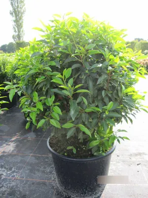 Produktbild von Prunus lusitanica angustifolia Kugel - Portugiesische Lorbeerkirsche Kugel