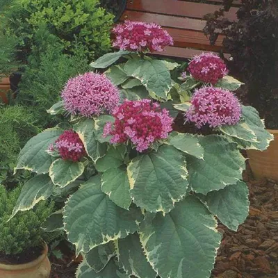 Image de Magnifique clérodendre - Clerodendrum bungei 'Pink Diamond' | 30-40 cm en pot