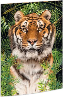 Produktbild von Gummizugmappe - A3 Tiger. Packung mit 3 Stück