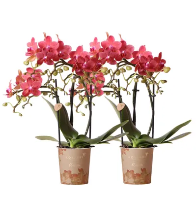 Produktbild von Kolibri Orchideen | Combi Deal von 2 roten Phalaenopsis Orchideen - Kongo - Topf Größe Ø9Cm blühende Zimmerpflanze - frisch vom Züchter