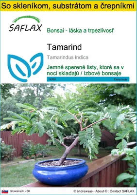 Obrázok produktu pre SAFLAX Kultivačný set - tamarind - Tamarindus indica - 4 Semená - S mini skleníkom, pestovateľským substrátom a 2 črepníkmi