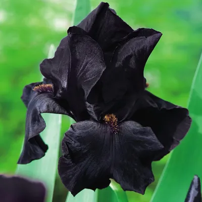 Zdjęcie produktu dla Irys Germanica Bródkowy Black Night 1 szt Irysy sadzonki Irysów Kosaciec