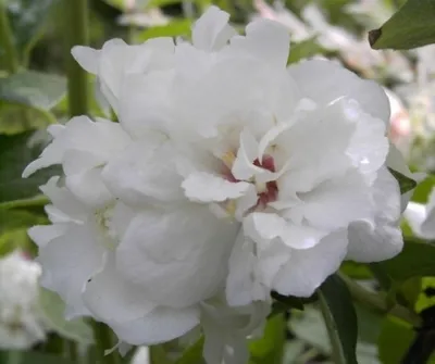 Produktbild von Gartenjasmin - Pfeifenstrauch - Philadelphus Snowgoose - stark duftend (40-60)