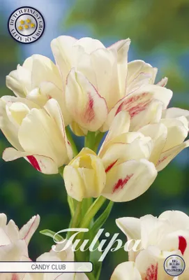 Artikelbild 2 von 'Tulpe Candy Club (7 Stück)' aus der Kategorie Tulpenzwiebeln
