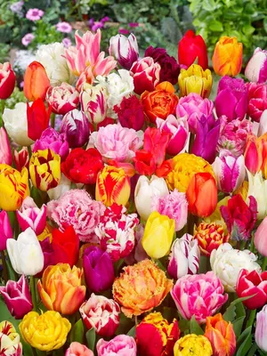 Produktbild von Premium Mix Pflückgarten 20 Stück Tulipa Blumenzwiebeln Tulpenzwiebeln Früh und Spätblüher bis zum Sommer. Gefüllte und ungefüllte. Edeltulpen
