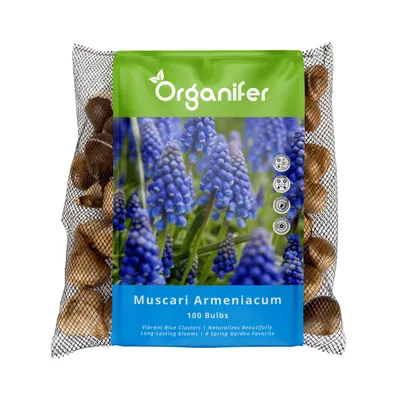 Obrázok produktu pre 100 cibuliek Muscari Armeniacum (XXL veľkosť cibule 9/10 cm)