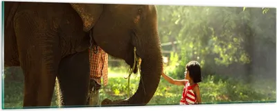 Produktbild von Bilder auf glas - Elefant Tier - 90x30cm - Glasbilder - Wandbilder - Bilder - Kunstdruck - zum Aufhängen bereit - Wanddekoration aus Glas - Glas Bilder - Wandbild auf Glas - Einteilig - GAB90x30-3884