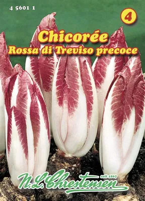 Produktbild von Chicorée Rossa di Treviso precoce | Chicoréesamen von N.L. Chrestensen