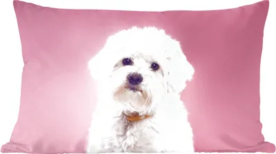 Produktbild von MuchoWow® Zierkissen Sofakissen Wohnzimmer Dekokissen 50x30 cm Malteser Hund mit rosa Hintergrund - Wohnzimmerdekoration - Polster mit Photo