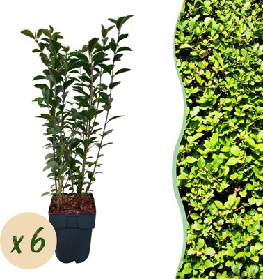 Produktbild von Heckenpflanzen - Ligustrum ovalifolium - Blatt grün - 6 Pflanzen - 1 laufender Meter - immergrün - 45-55cm - Ø18cm - Gartenpflanze