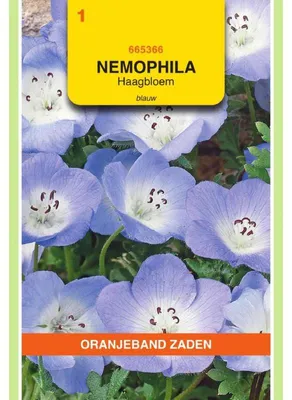Imagen del producto de Semillas de Nemophila Insignis Blau (variedad de flor de color azul), 1 paquete