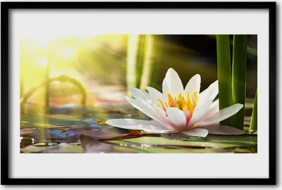 Produktbild von Bild 60x40 MDF-Rahmen Wandkunst Flower Water Lily