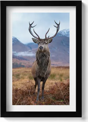 Produktbild von Ein stattlicher Hirsch auf einer Berglichtung– Wandbild mit Rahmen – Gerahmtes Bild  – Wanddekoration – 20x30 cm – Schwarz